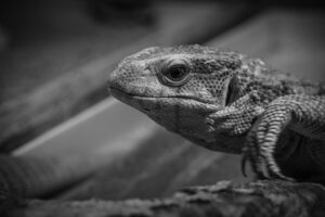 チラシ比較に最適なアプリはどれ？