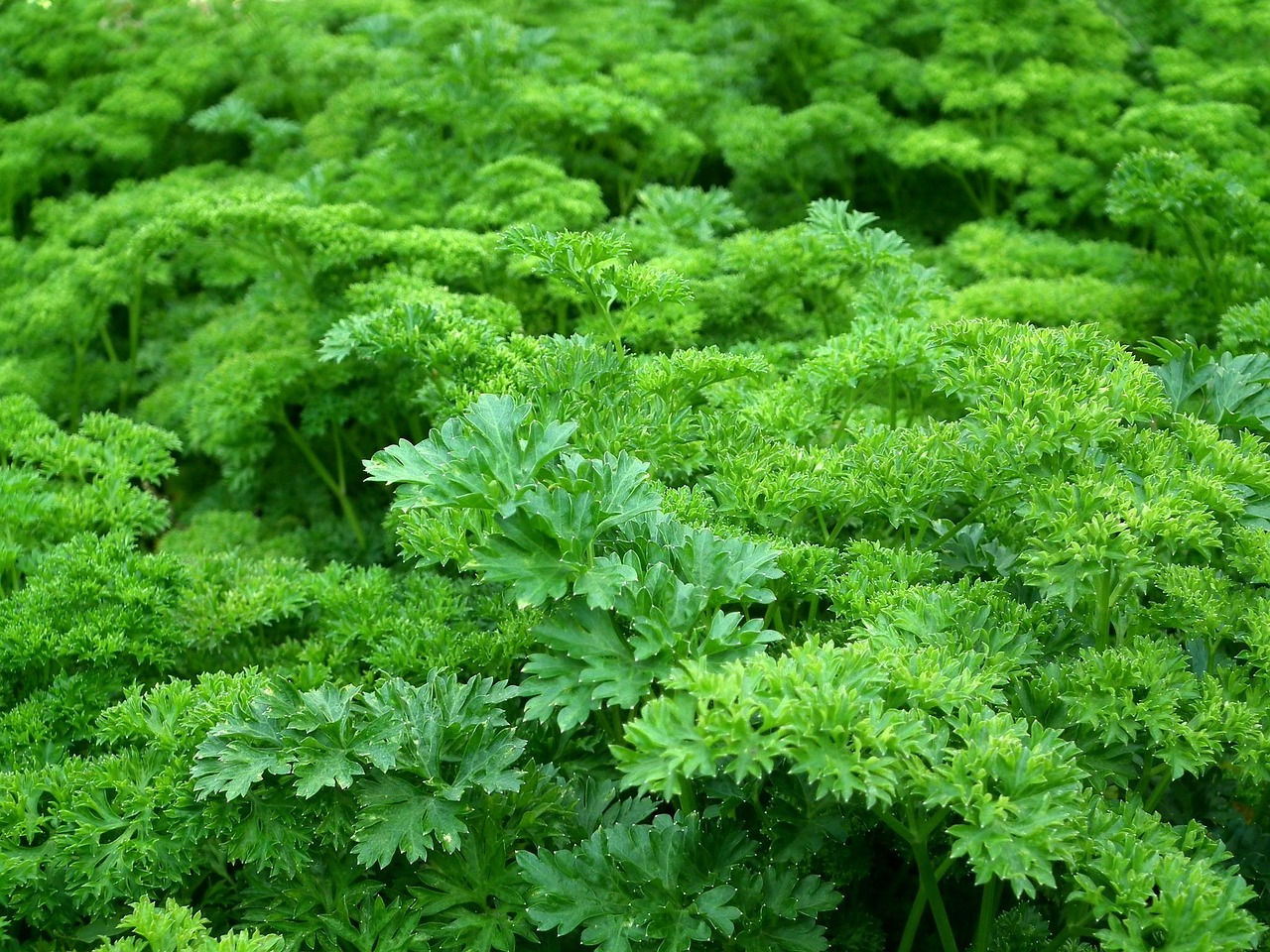 ベランダ菜園で実現する節約食費の方法は？