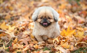 人気の家計簿アプリを使った効果的な節約術とは？