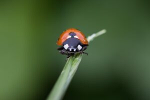 ポイントの二重取りのやり方とは？