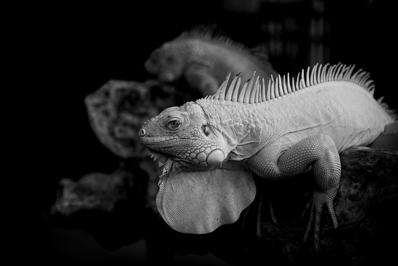 ポイ活を始めたい主婦初心者向けのおすすめ方法は？